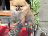 Orjinal Irk Ve Sağlık Garantili Pomeranian Yavrular