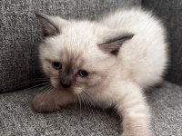 British shorthair ufaklık yeni ev arıyor