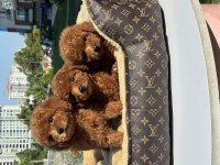 RED TOY POODLE BEBEKLER