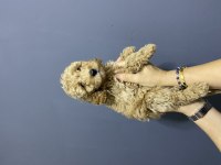 Kilo Irk ve Sağlık Garantili Poodle Kardeşler