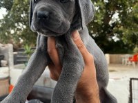 Şampiyon torunu Cane corso yavrularım