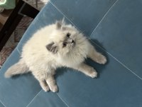 2-3 aylık yavru british longhair kedimiz