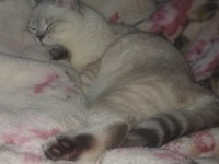 British shorthair erkek kedime eş arıyorum
