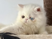 KEDİMİZ İÇİN ARAYARAK BİLGİ ALIN MESAJLAR CİDDİYE ALINMAZ