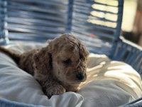 A kalite toy poodle bebekleri