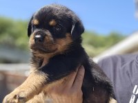 Şecereli ve şeceresiz muhteşem Irk rottweiler