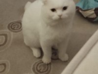 Scottish Fold Kedisi 7 Yaşında