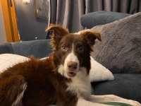7 aylık Dişi Border Collie