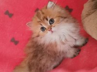 Full şecereli golden british longhair dişi