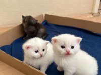 Beyaz bebiş british shorthair