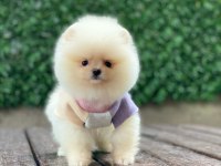 Teddy bear pomeranian yavrularımız sizi bekliyor