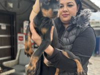 Safkan king doberman yavrularım