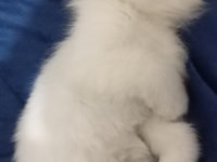 Yavru British Longhair