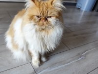 3 yaşında İran kedisi