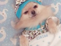 Çok akıllı pomeranian kızımızı sahiplendirmek durumundayız