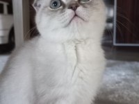 8 aylık dişi scottish fold aşıları tam