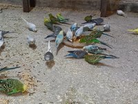 Komple Kümes Muhabbet Kuşlar