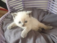 Nadir kahverengi British ve British Blue Point Yavrular