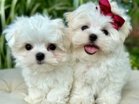 Maltese puppies 1 kg