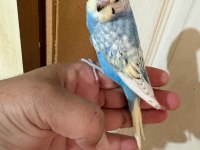 35 GÜNLÜK RENK GÜZELİ ÇEK BEBEK KUŞUMUZ