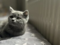 Dişi Yavru British Shorthair Kayseri