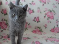 British shorthair yavrular