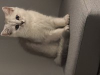 Küçük tatlı sevimli yumoş kedimiz