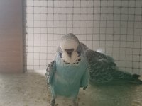 Sahibinden muhabbet kuşlar