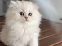 BRİTİSH LONGHAİR ŞOV KALİTE
