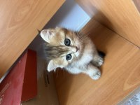 Golden british shorthair cinsi dişi