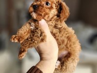 2 aylık aşıları tam 2.5 kilo garantili micro poodle