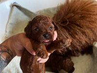Kore teacup poodle bebeklerimiz