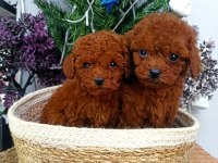 SAFKAN RED BROWN TOY POODLE YAVRULARIMIZ