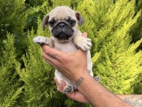 Mini pug yavrumuz