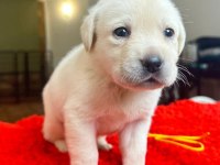 2 aylık safkan labrador retriever yavrularım