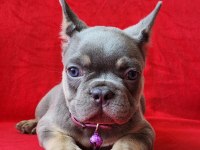 French bulldog yavrularımız