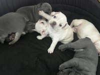 EGZOTİK FRENCH BULLDOG YAVRULAR