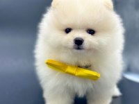 Safkan Pomeranian Boo Bebekler