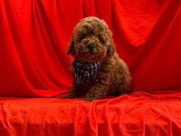 Sevimli Toy Poodle Yavrularımız