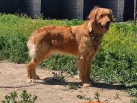 Bebek yüz golden retriever bebekler