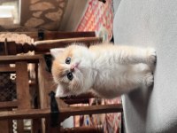 Saf Kan Golden British Shorthair Yavrular (Wcf kayıtlı)