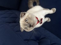 Scottish fold blue point 3 aylık kedimiz