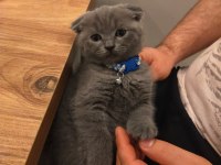 45 günlük yavru scottish fold