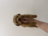 Kore Kan Teacup Maltipoo 