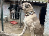 Safkan kangal köpeğim