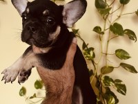Black tan french bulldog bebekler