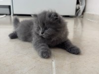 2 Aylık British Longhair Kedisi