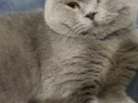 British shorthair boncuk yeni yuvasını arıyor