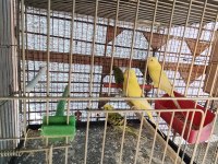 Toptan sultan ve muhabbet kuşu