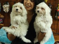 Dünya Tatlısı Minnoş Maltese Terrier